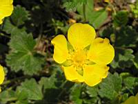 Potentilla Megalantha (fam. Rosacees) (Japon, Kamchatka, Iles Kouriles) (6) (Photo F. Mrugala)